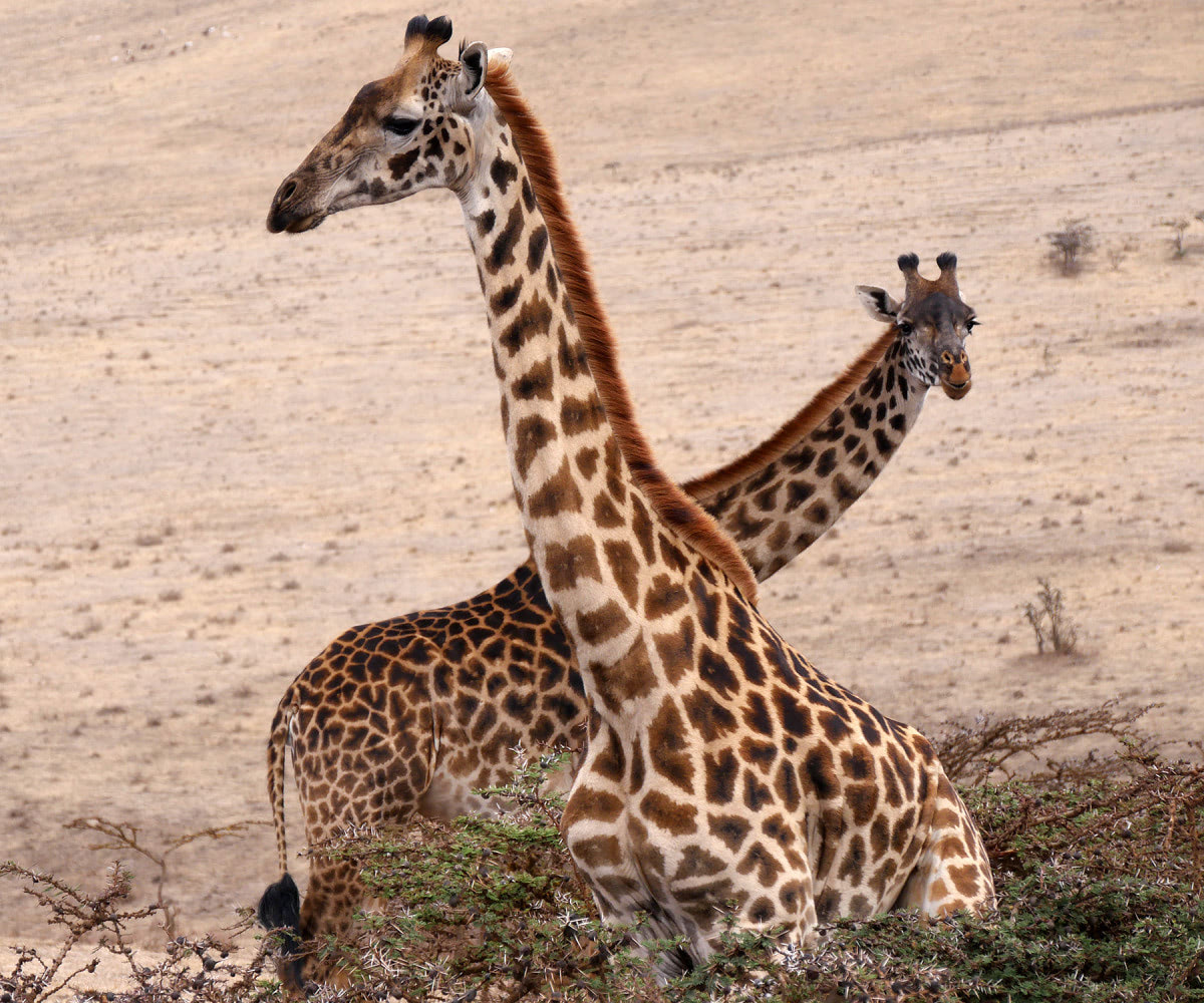 East African Wildlife Safari