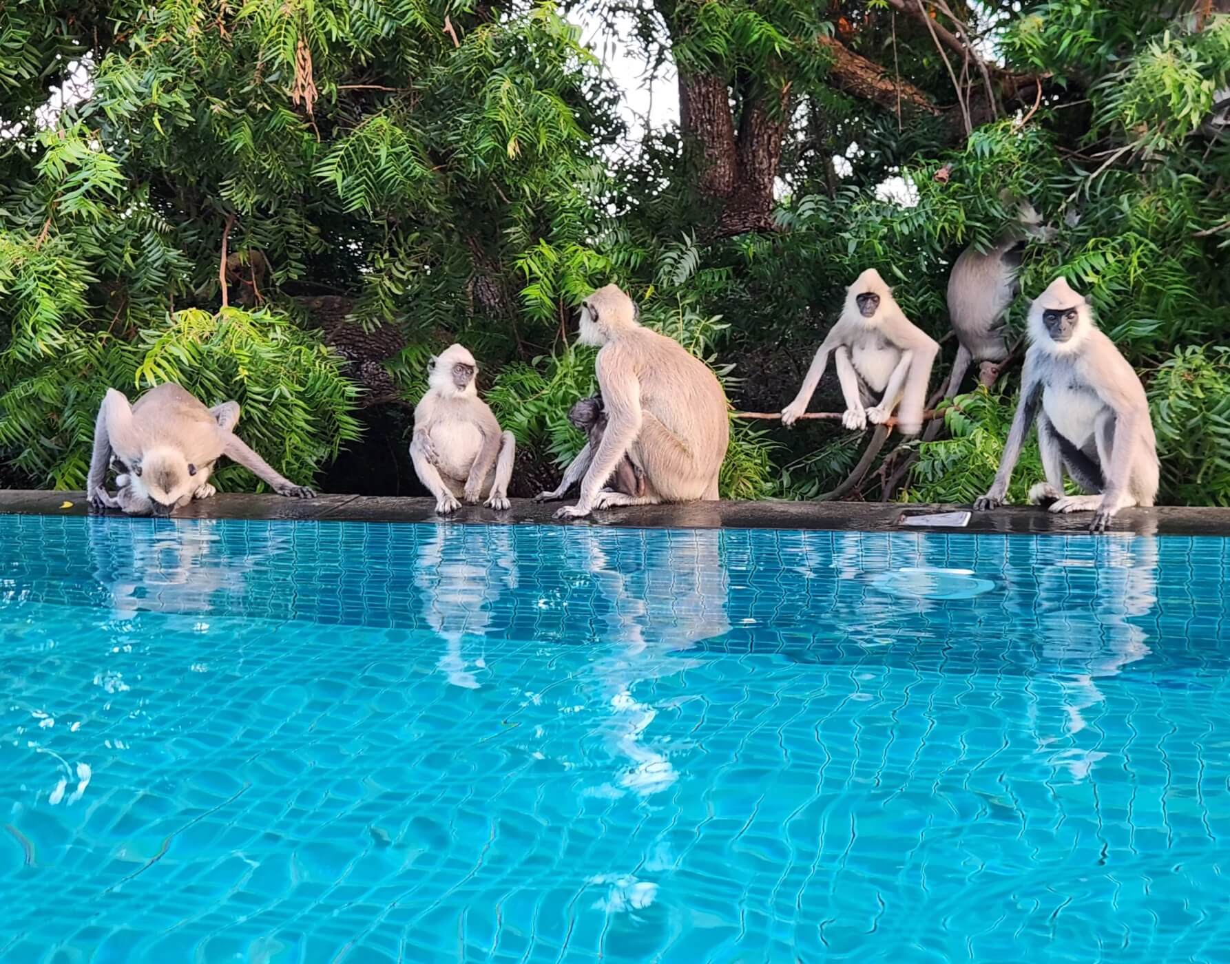 Sri Lanka OLD