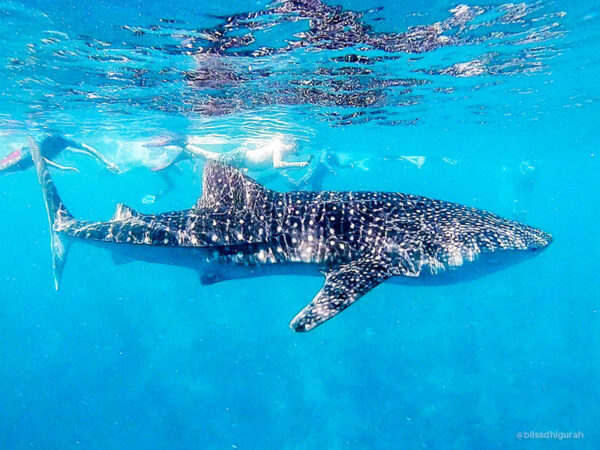 Whale Shark snorkelling, Maldives